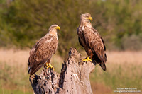Haliaeetus albicilla / Aquila di mare / Sea eagle / Grand aigle de mer