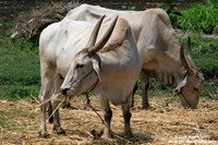 Bos indicus / Zebù / Indicus cattle / Zébu