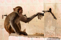 Macaco rhesus / Macaco reso / Rhesus macaque / Macaque rhésus