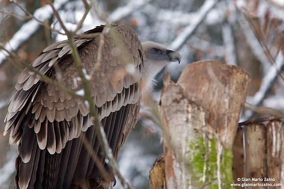 Gyps fulvus / Grifone eurasiatico / Griffon vulture / Vautour fauve