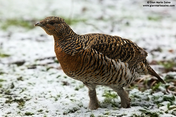 Tetrao urogallus / Gallo cedrone / Western capercaillie / Grand tétras