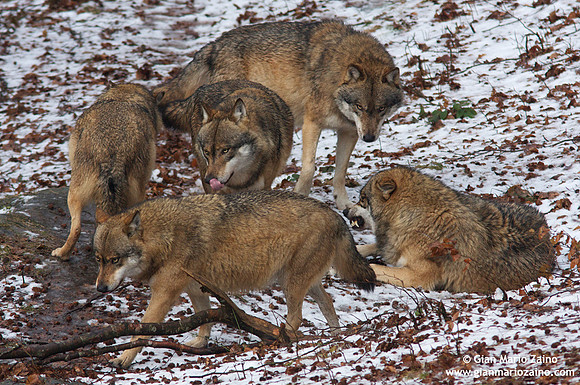 Canis lupus / Lupo / Common wolf / Loup commun