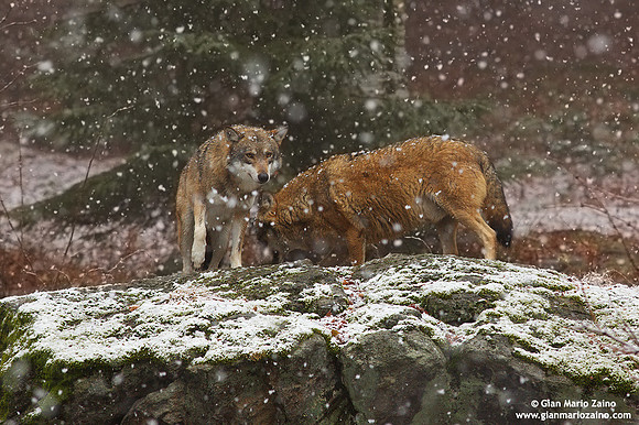 Canis lupus / Lupo / Common wolf / Loup commun