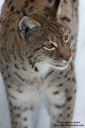 Lynx Lynx / Lince europea / Eurasian lynx / Lynx boréal
