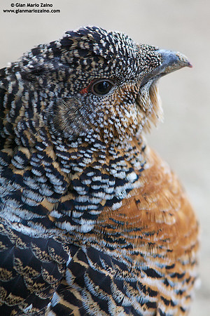 Tetrao urogallus / Gallo cedrone / Western capercaillie / Grand tétras