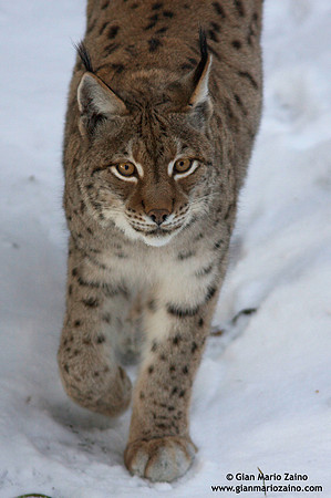 Lynx Lynx / Lince europea / Eurasian lynx / Lynx boréal