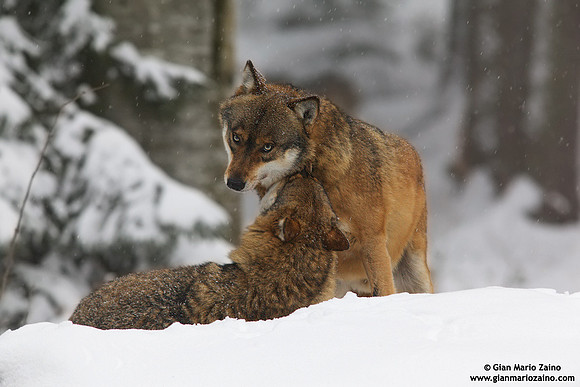 Canis lupus / Lupo / Common wolf / Loup commun