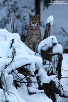 Lynx Lynx / Lince europea / Eurasian lynx / Lynx boréal