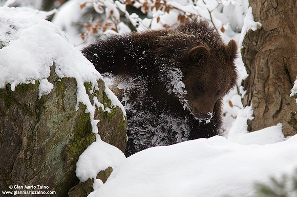 Ursus arctos / Orso bruno / Brown bear / Ours brun