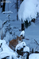 Lynx Lynx / Lince europea / Eurasian lynx / Lynx boréal