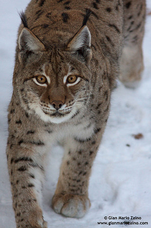 Lynx Lynx / Lince europea / Eurasian lynx / Lynx boréal