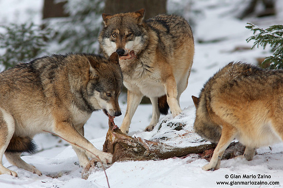 Canis lupus / Lupo / Common wolf / Loup commun