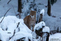 Lynx Lynx / Lince europea / Eurasian lynx / Lynx boréal