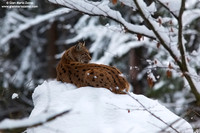 Lynx Lynx / Lince europea / Eurasian lynx / Lynx boréal