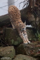 Lynx Lynx / Lince europea / Eurasian lynx / Lynx boréal