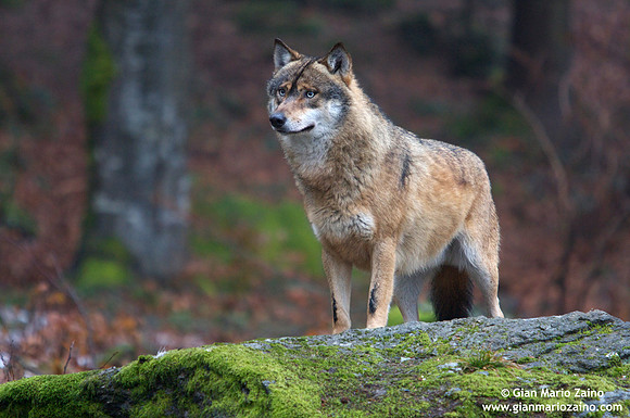 Canis lupus / Lupo / Common wolf / Loup commun