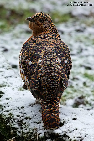 Tetrao urogallus / Gallo cedrone / Western capercaillie / Grand tétras