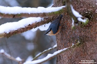 Sitta Europaea / Picchio muratore / Eurasian nuthatch / Sittelle torchepot