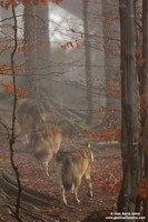 Canis lupus / Lupo / Common wolf / Loup commun