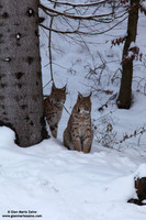 Lynx Lynx / Lince europea / Eurasian lynx / Lynx boréal