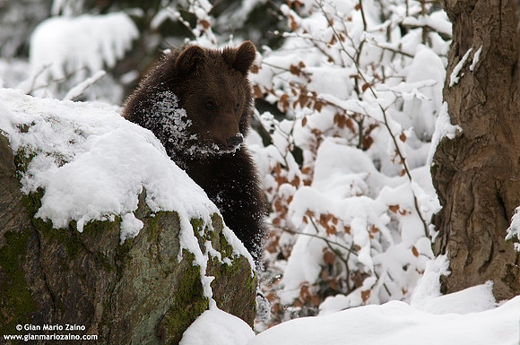 Ursus arctos / Orso bruno / Brown bear / Ours brun