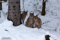 Lynx Lynx / Lince europea / Eurasian lynx / Lynx boréal