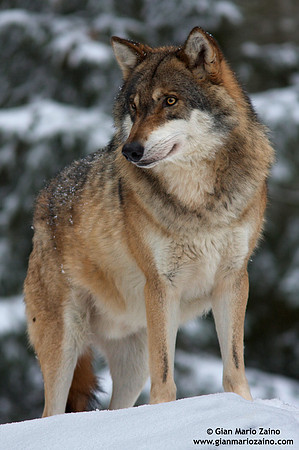 Canis lupus / Lupo / Common wolf / Loup commun