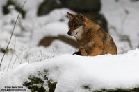 Canis lupus / Lupo / Common wolf / Loup commun