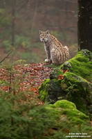 Lynx Lynx / Lince europea / Eurasian lynx / Lynx boréal