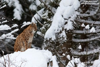Lynx Lynx / Lince europea / Eurasian lynx / Lynx boréal