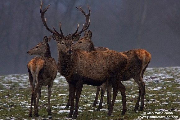 Cervus elaphus hippelaphus / Cervo / Red deer / Cerf élaphe