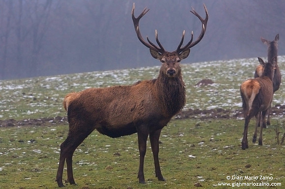Cervus elaphus hippelaphus / Cervo / Red deer / Cerf élaphe