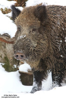 Sus scrofa / Cinghiale / Wild boar / Sanglier