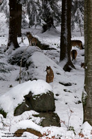 Canis lupus / Lupo / Common wolf / Loup commun