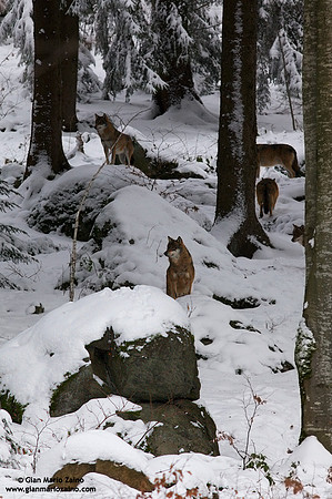 Canis lupus / Lupo / Common wolf / Loup commun