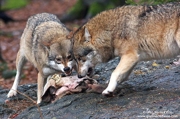Canis lupus / Lupo / Common wolf / Loup commun