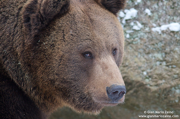 Ursus arctos / Orso bruno / Brown bear / Ours brun