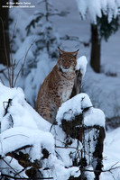 Lynx Lynx / Lince europea / Eurasian lynx / Lynx boréal