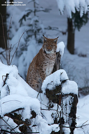 Lynx Lynx / Lince europea / Eurasian lynx / Lynx boréal