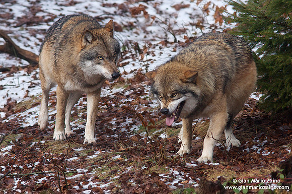 Canis lupus / Lupo / Common wolf / Loup commun
