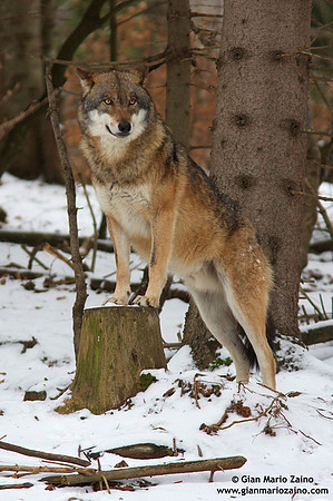 Canis lupus / Lupo / Common wolf / Loup commun