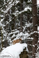 Lynx Lynx / Lince europea / Eurasian lynx / Lynx boréal