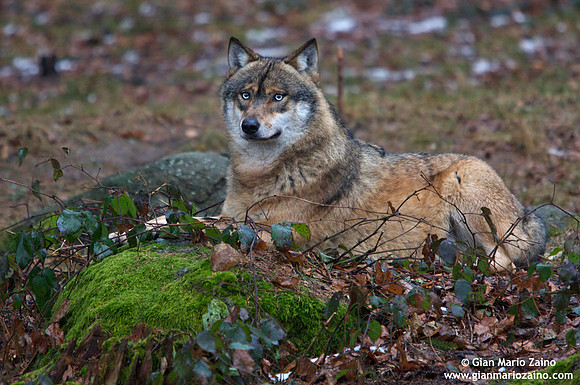 Canis lupus / Lupo / Common wolf / Loup commun