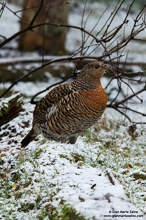 Tetrao urogallus / Gallo cedrone / Western capercaillie / Grand tétras