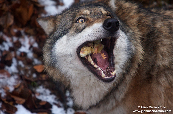 Canis lupus / Lupo / Common wolf / Loup commun