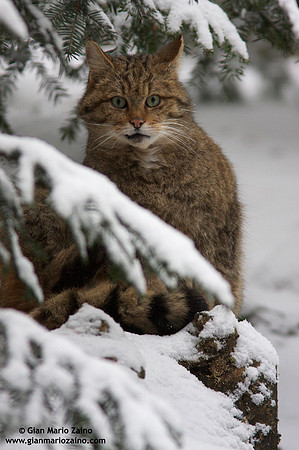 Felis silvestris / Gatto selvatico / Wildcat / Chat sauvage