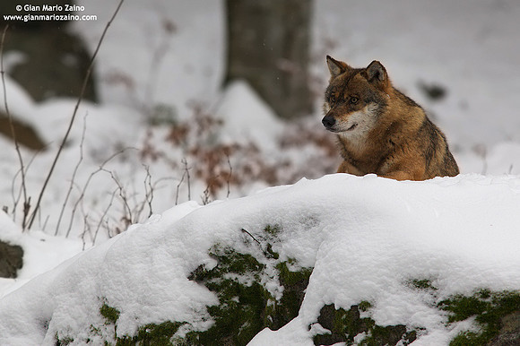Canis lupus / Lupo / Common wolf / Loup commun