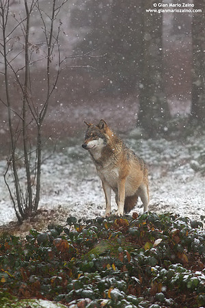 Canis lupus / Lupo / Common wolf / Loup commun