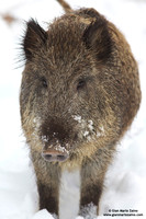 Sus scrofa / Cinghiale / Wild boar / Sanglier
