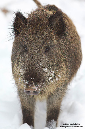 Sus scrofa / Cinghiale / Wild boar / Sanglier